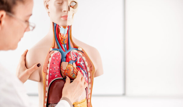 Medizinische Grundlagen Anatomie